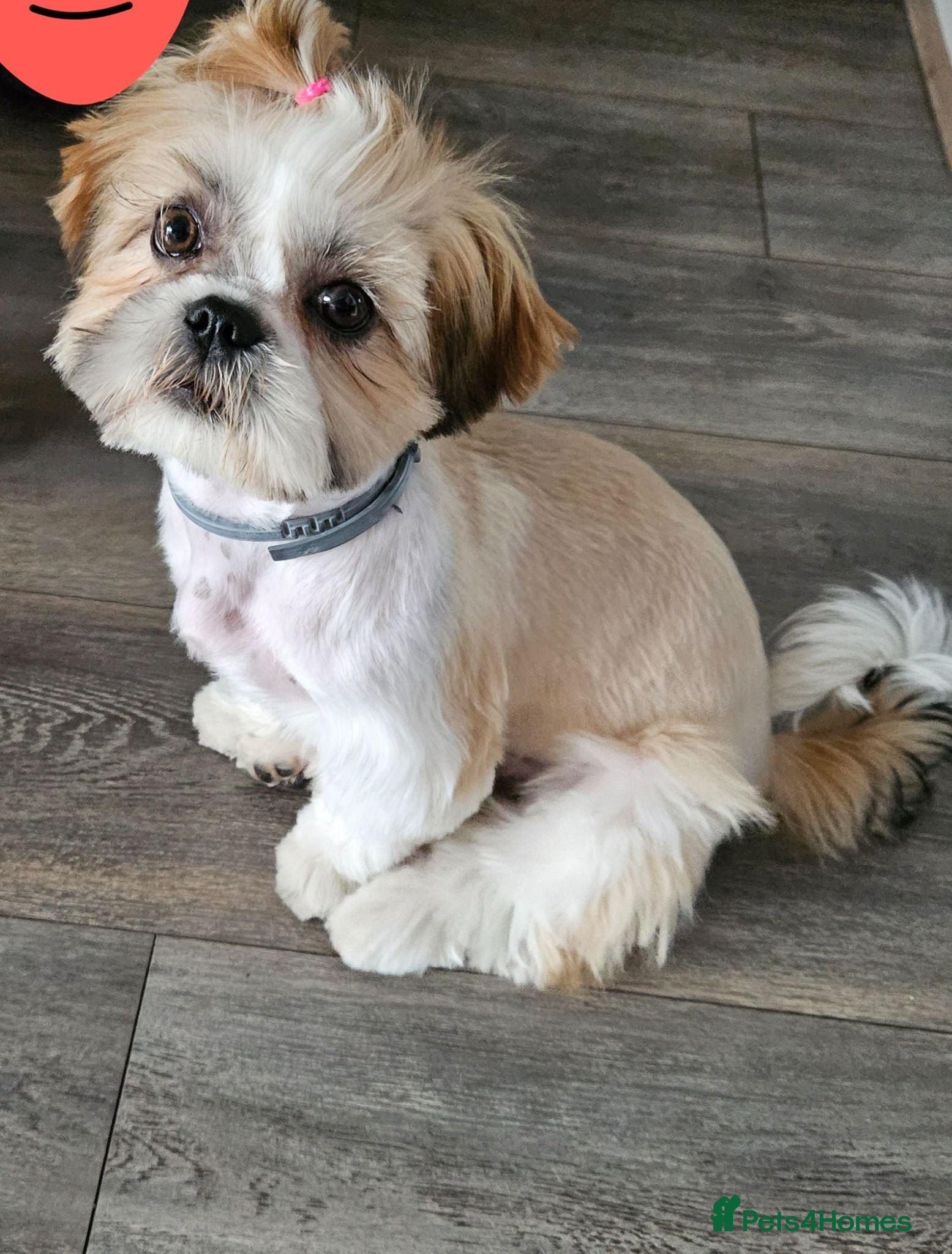 Shih Tzu dogs Puppy  - Advert 1