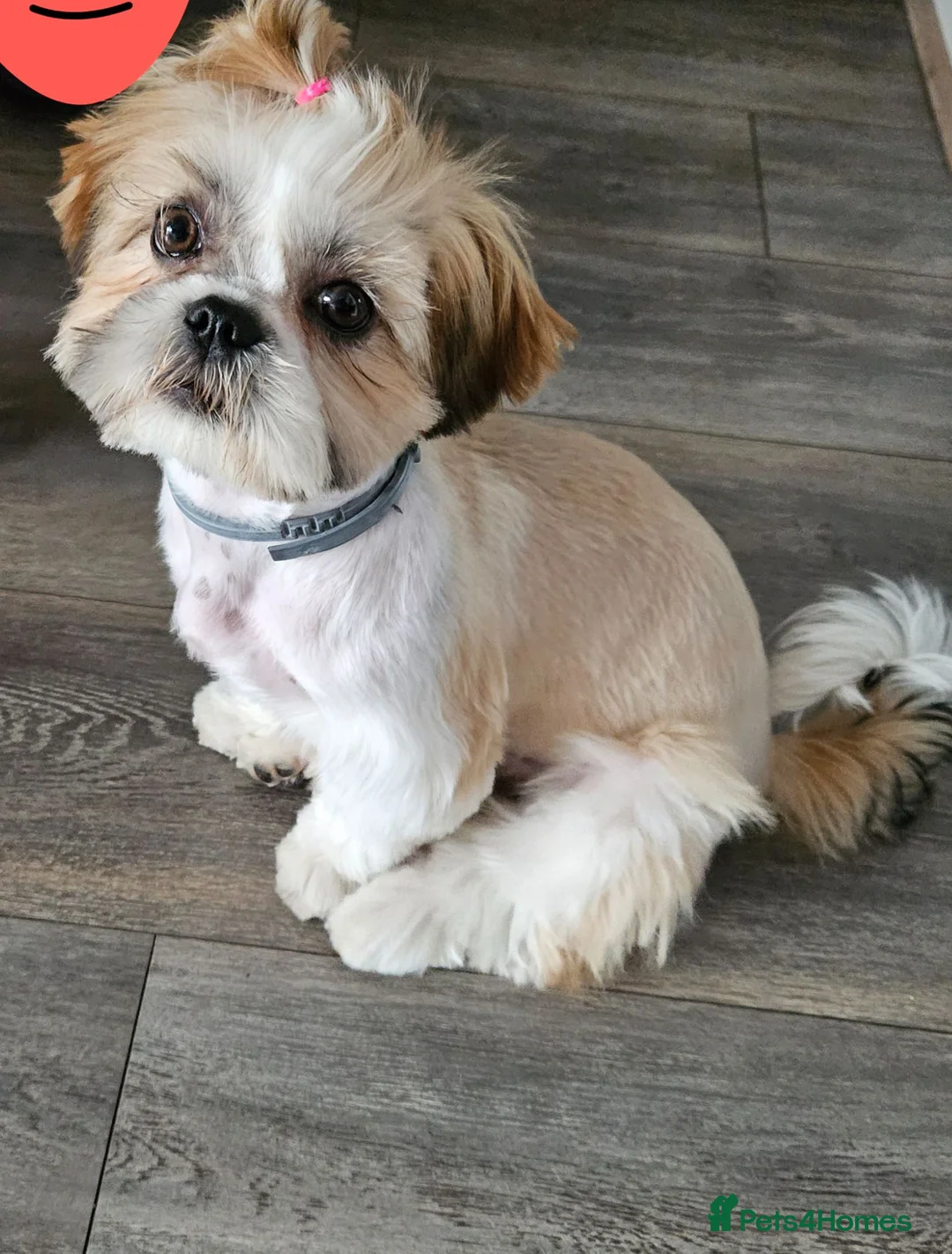 Shih Tzu dogs for sale: Puppy  - Advert 1