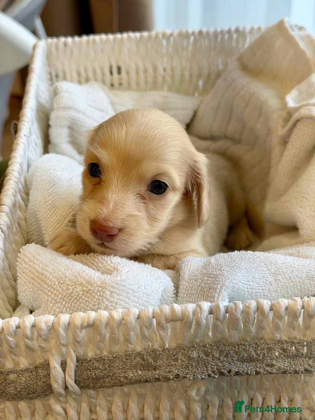Miniature Dachshund dogs for sale: Cream Long-Haired Miniature Dachshund Puppies - Advert 8