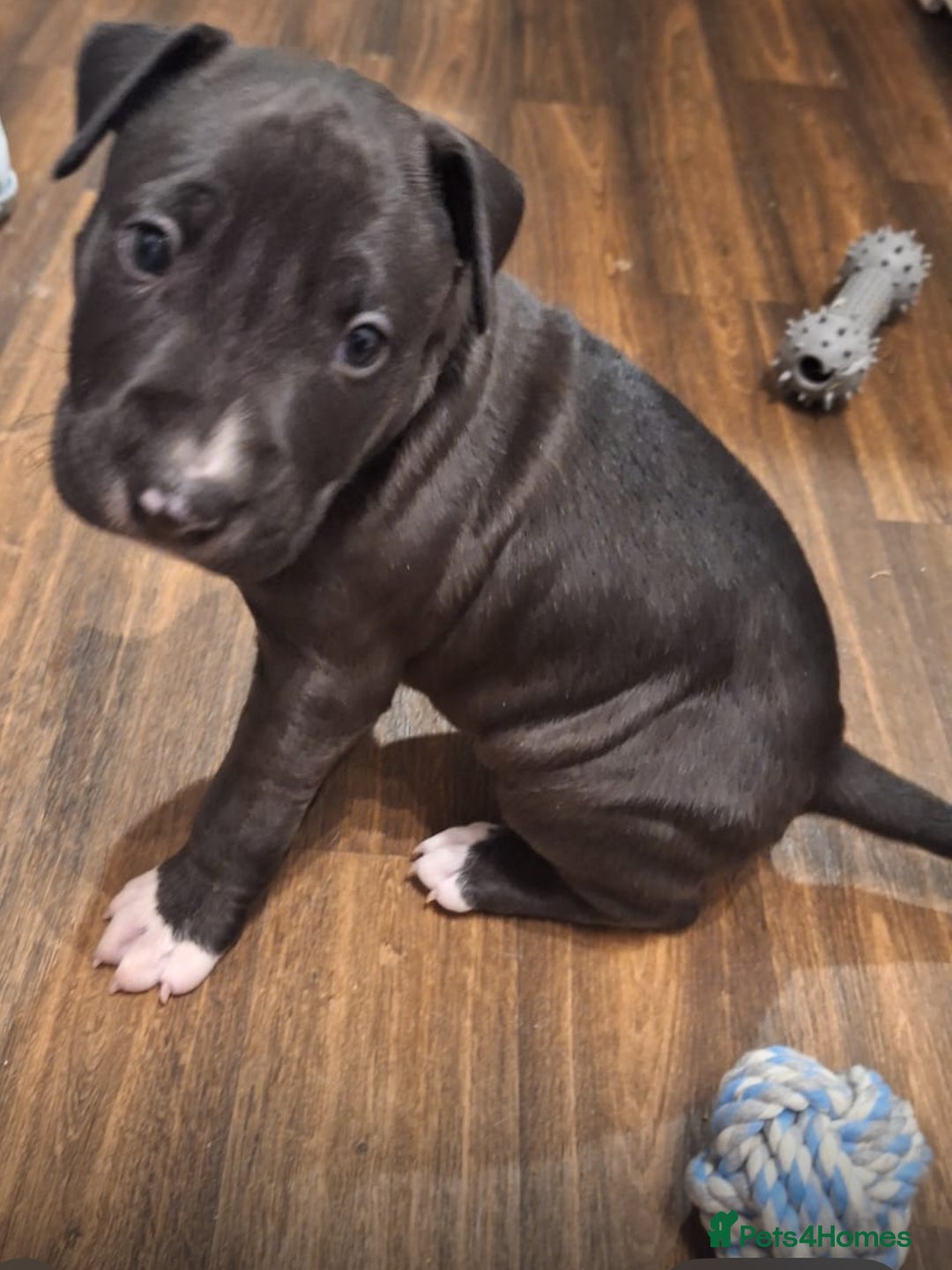 Mixed Breed dogs for sale: Black and white english bull terrier cross - Advert 3