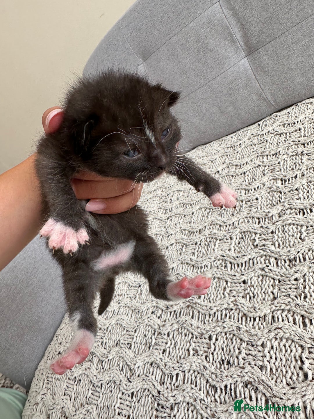 British Shorthair cats for sale: British Short kittens - Image 7