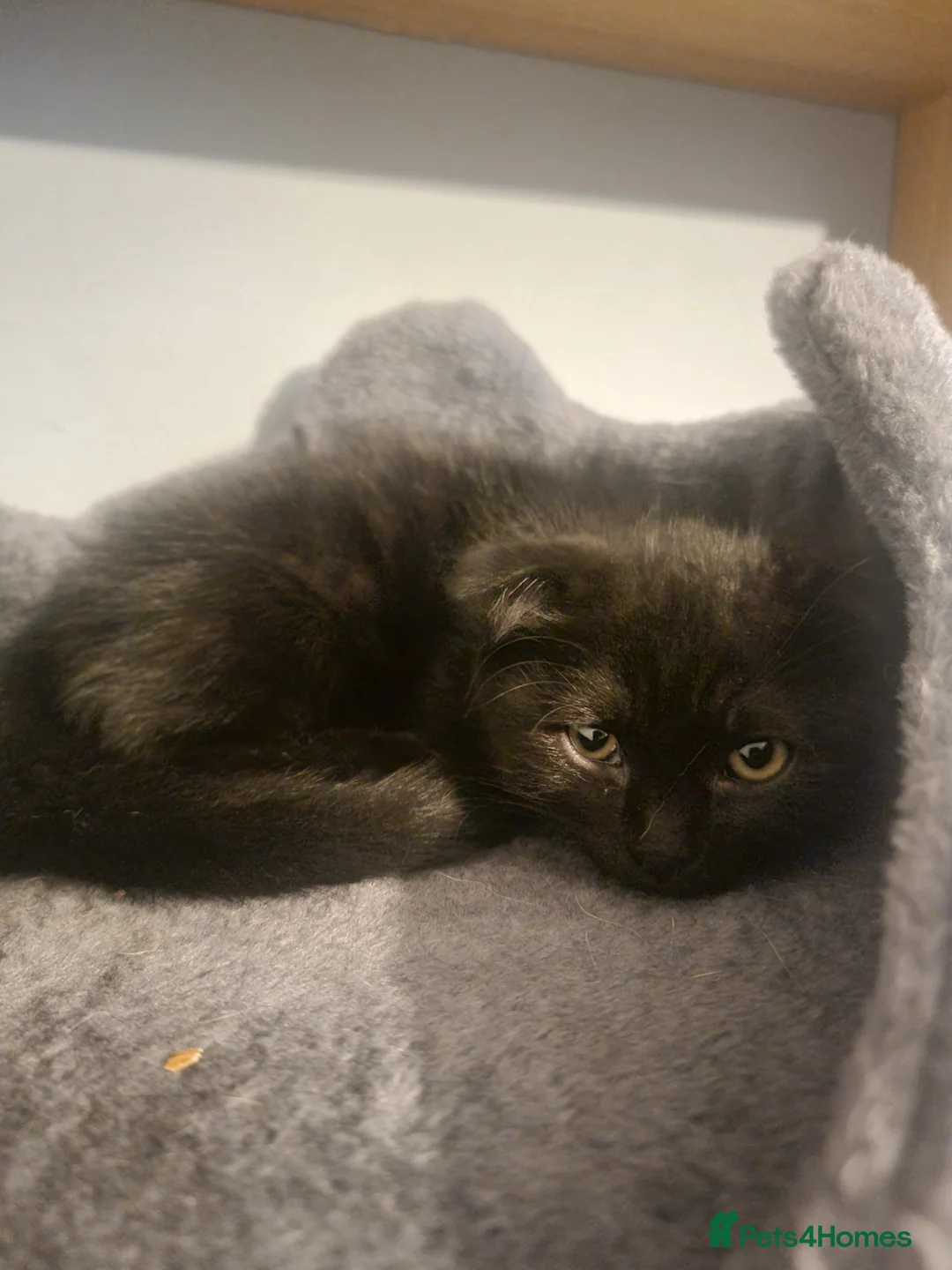 Mixed Breed cats for sale: 🐾 Kittens Looking for Loving Homes 🐾 in London - Advert 1