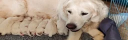 Golden Retriever dogs for sale: Superb WHITE K.Creg Golden Retriever puppies  - Advert 8