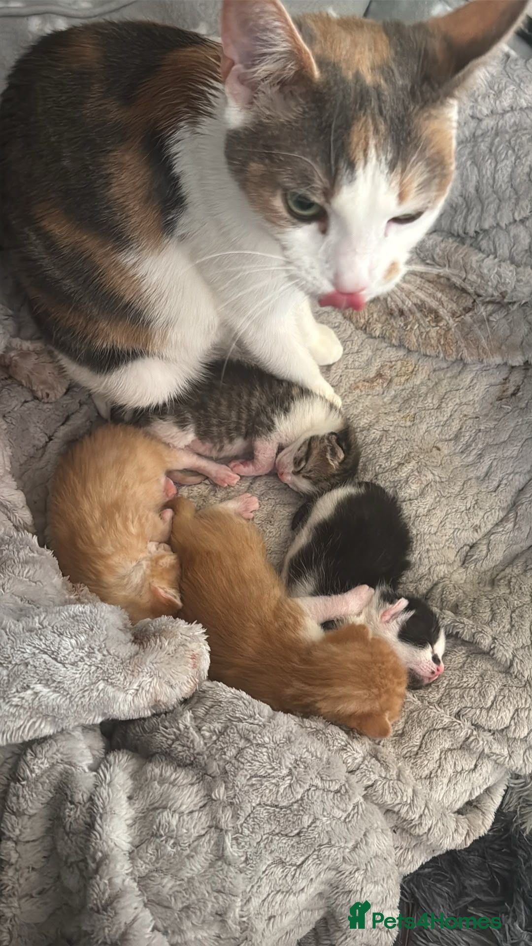 Mixed Breed cats Kittens looking for new home - Advert 2