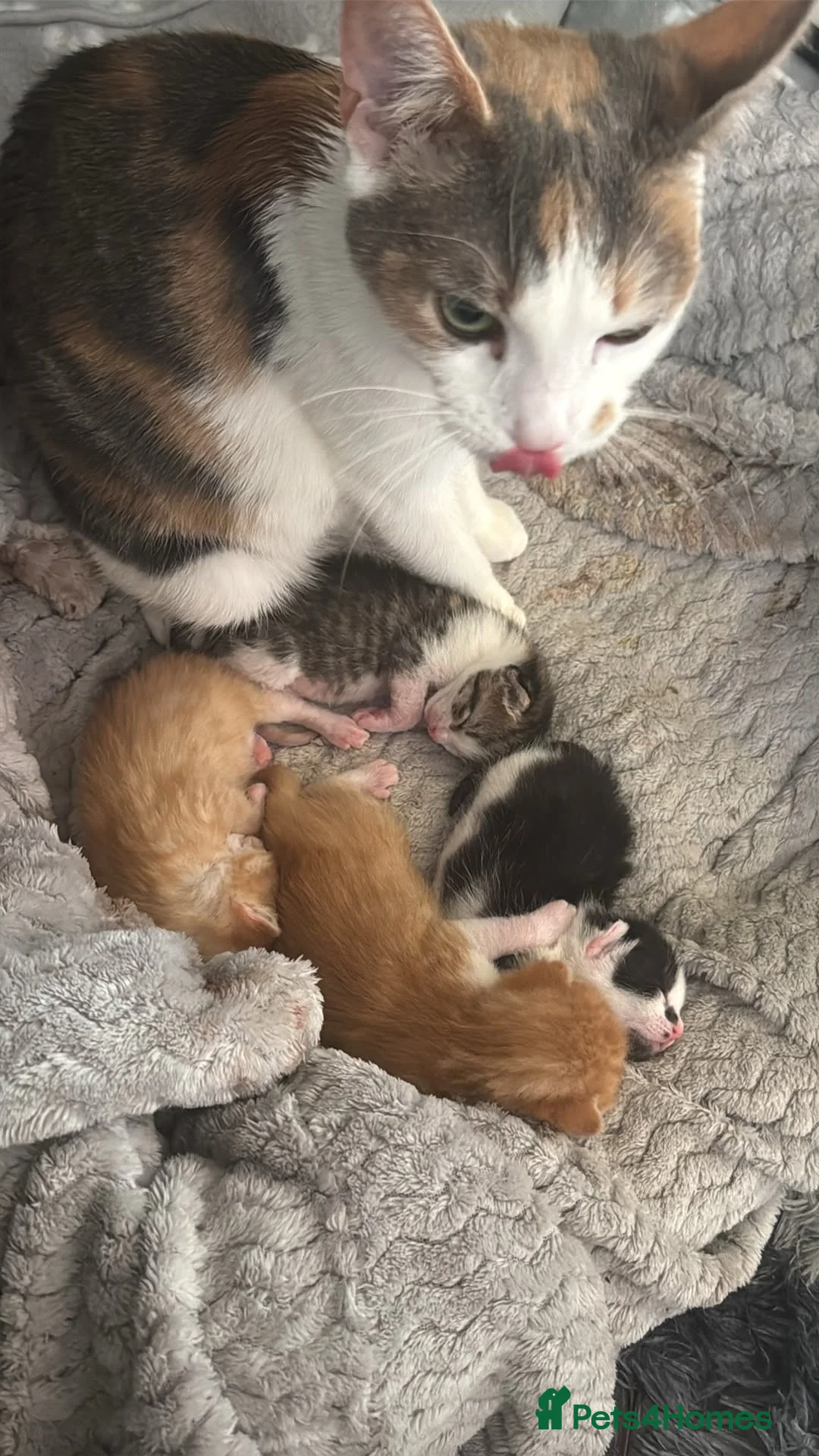 Mixed Breed cats for sale: Kittens looking for new home - Advert 1