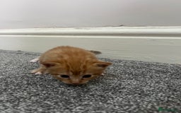 Mixed Breed cats for sale: Gorgeous kittens for sale - Image 3