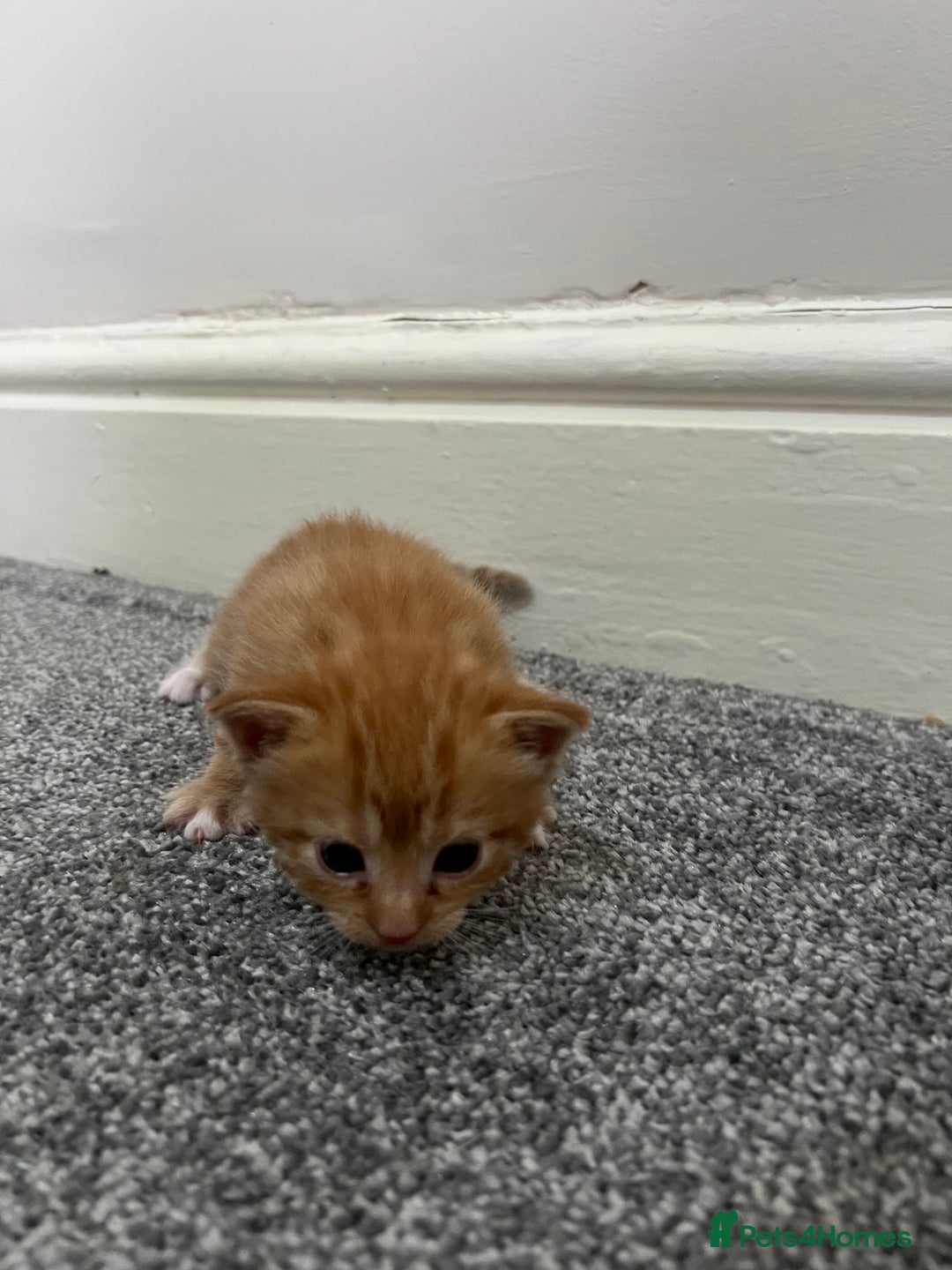 Mixed Breed cats for sale: Gorgeous kittens for sale - Image 3