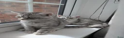 British Shorthair cats for sale: Full British shorthairs kittens READY NOW! - Advert 4