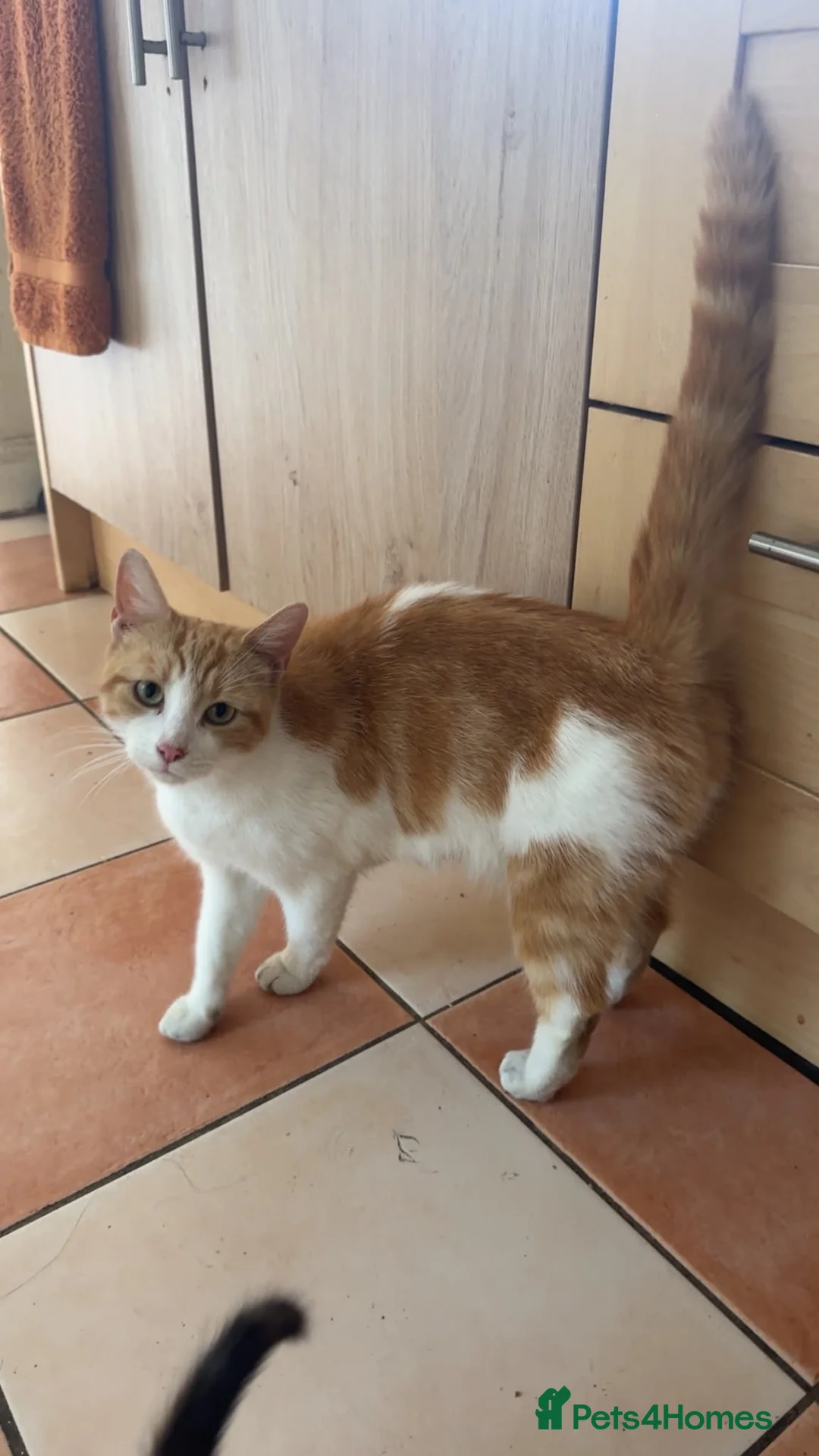 Mixed Breed cats for sale: Beautiful kittens for sale in Smethwick - Advert 10