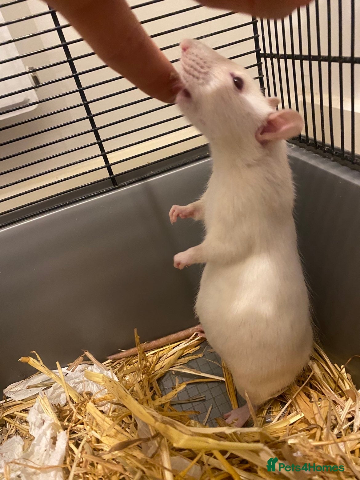 Rat rodents Pure bred Siamese X Dumbo *CLOSED* - Advert 4