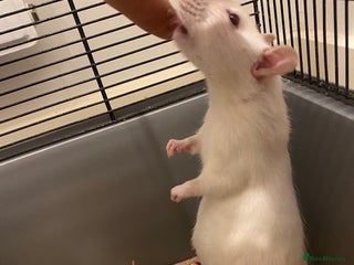 Rat rodents Pure bred Siamese X Dumbo litter due - Advert 17