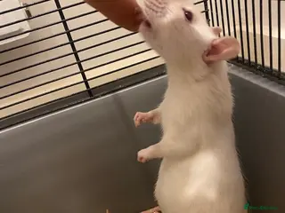 Rat rodents Pure bred Siamese X Dumbo * - Advert 2