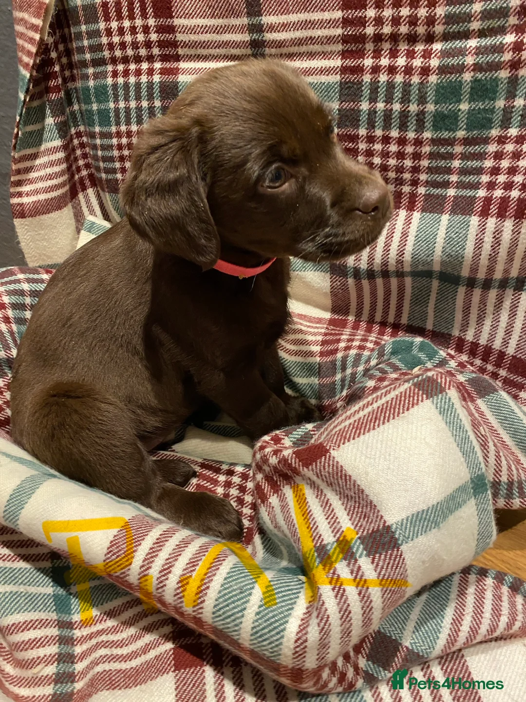 Labrador Retriever dogs for sale: KC CHOCOLATE LARBRADOR PUPPIES  - Advert 6