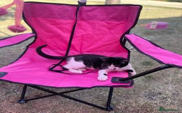 Mixed Breed cats for sale: Farm kittens - Image 7