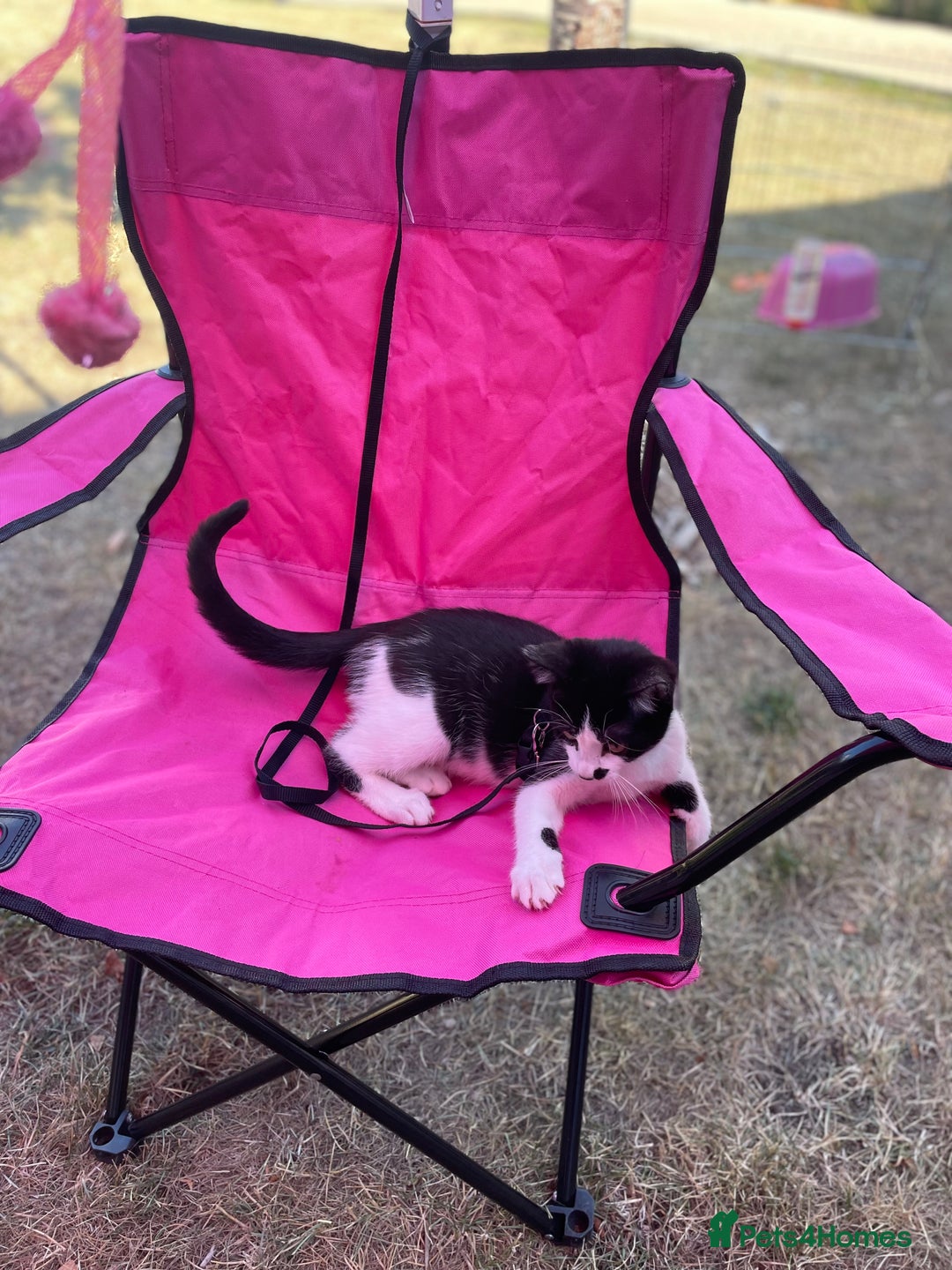 Mixed Breed cats for sale: Farm kittens - Image 7