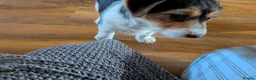 Jack Russell dogs for sale: Short legged jack Russell  - Advert 6