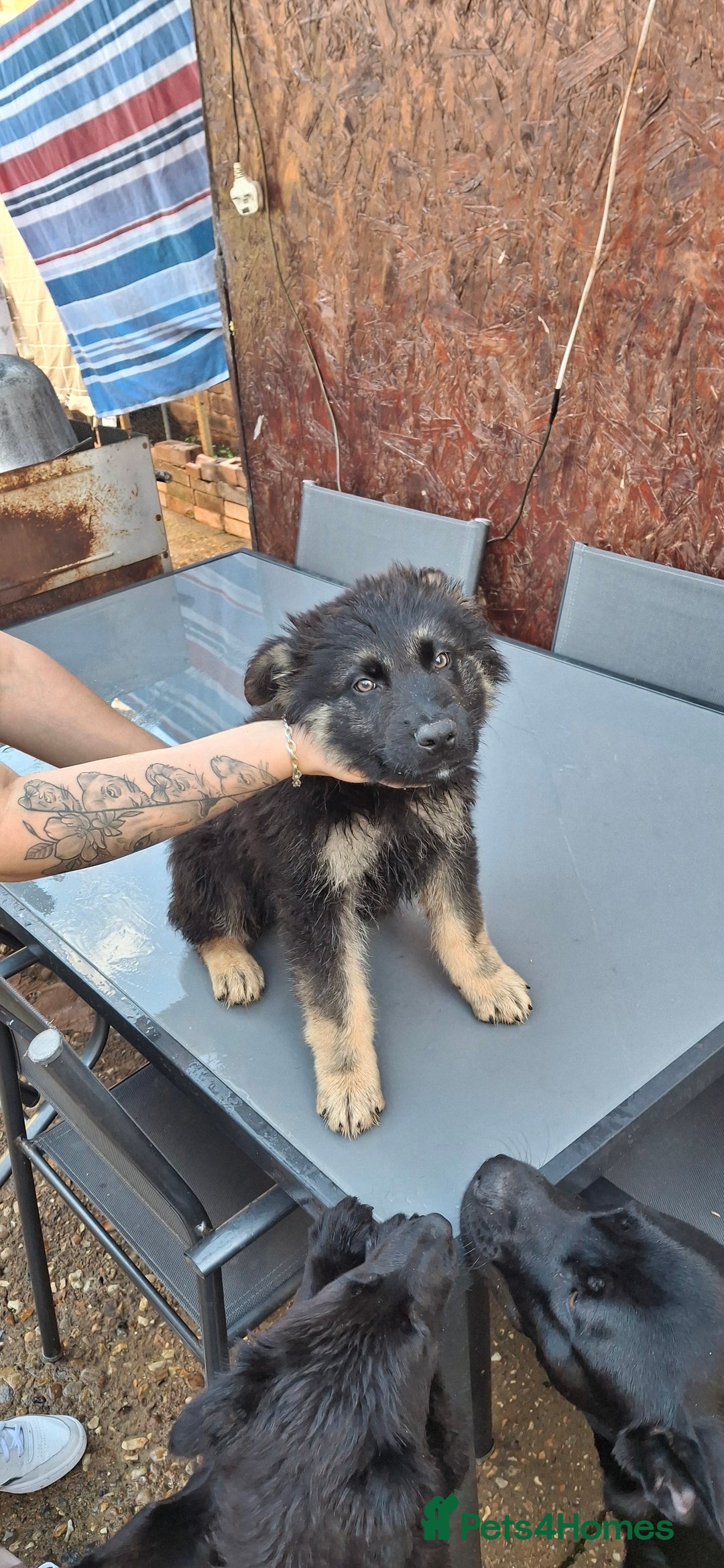 German Shepherd dogs for sale: For sale  - Image 11