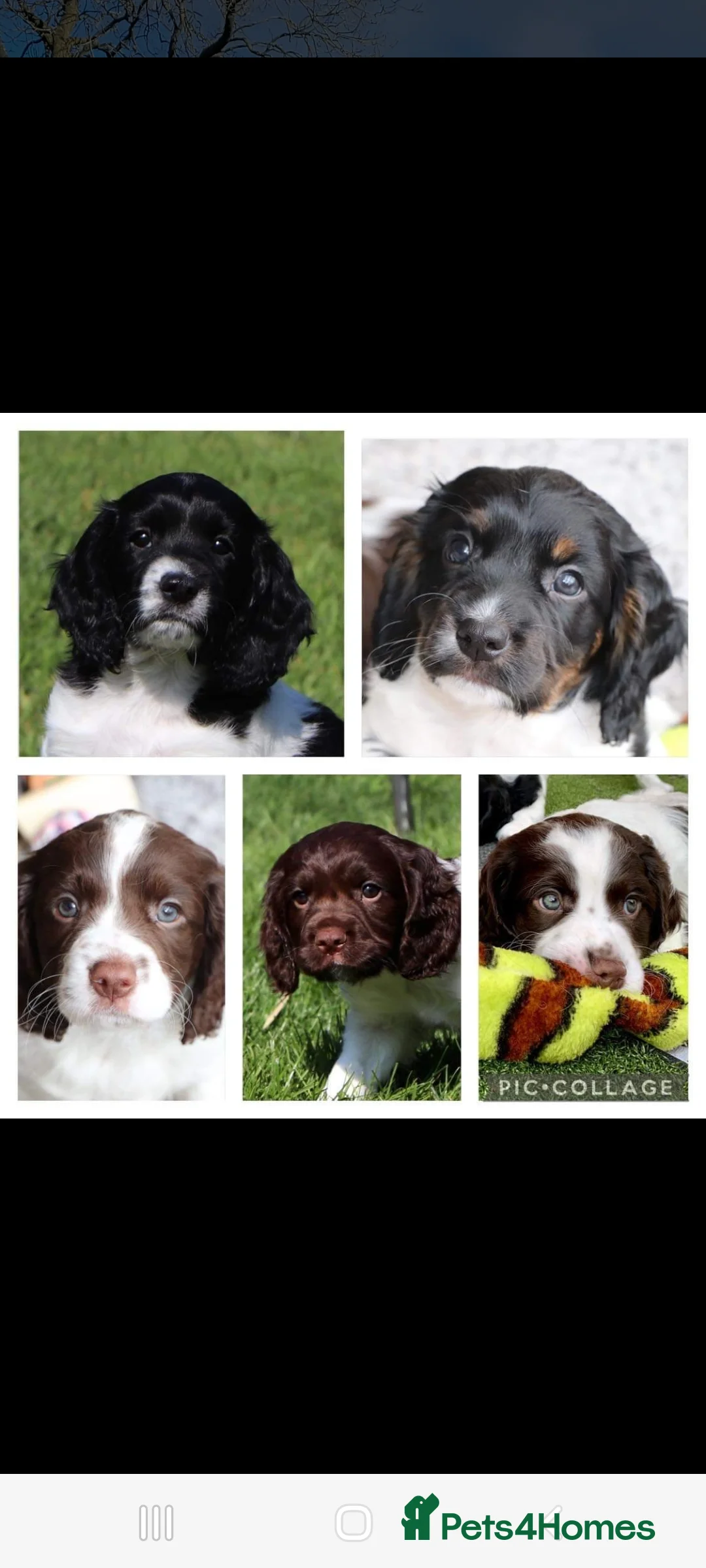 Cocker Spaniel dogs for stud: KC  health tested working cocker spaniel at stud in Malton - Advert 10