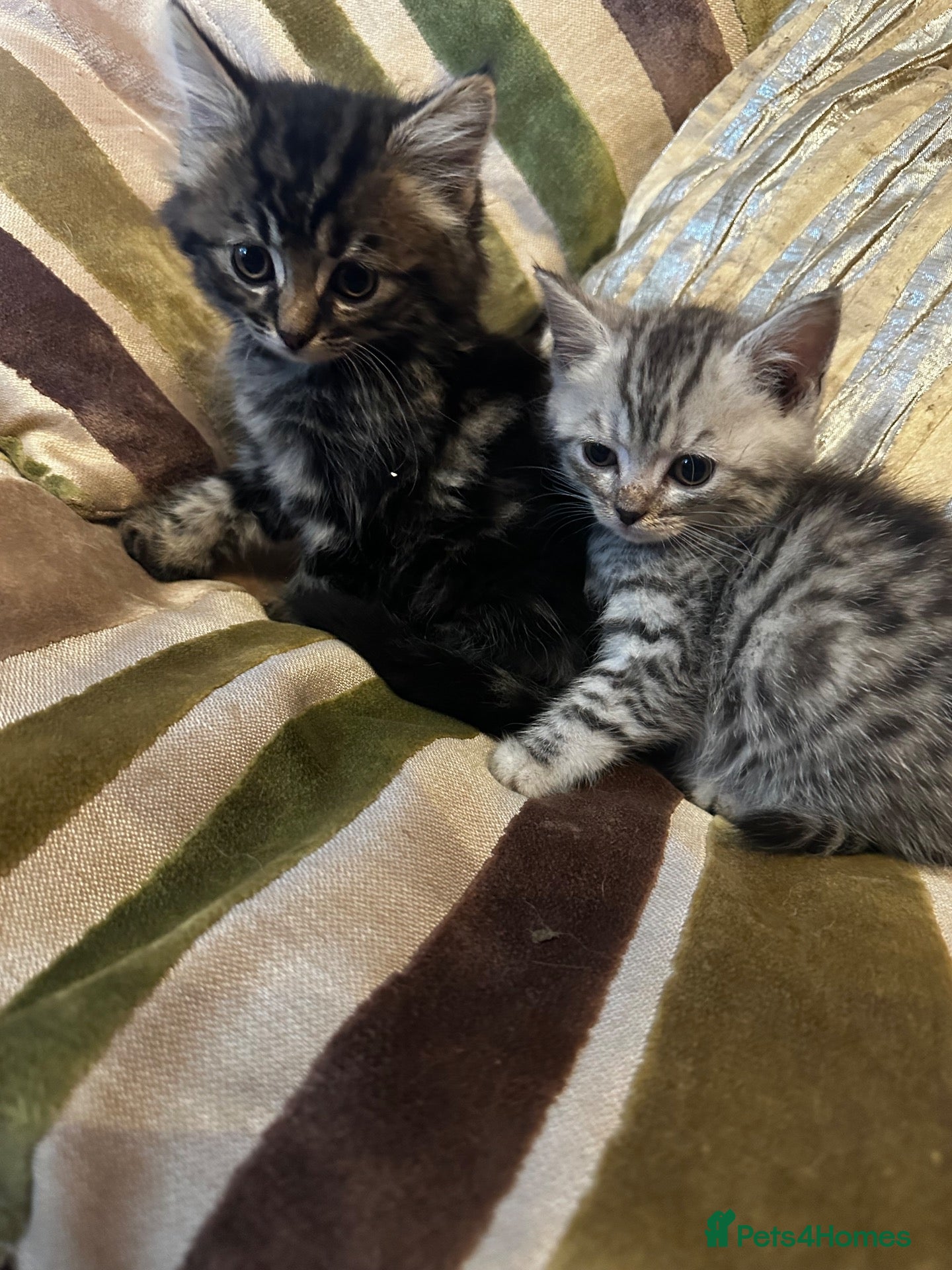 Mixed Breed cats Stunning kittens ready now  - Advert 2