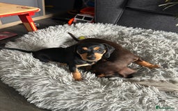 Mixed Breed dogs for sale: Mini dachshund/ mini pincher  - Image 1