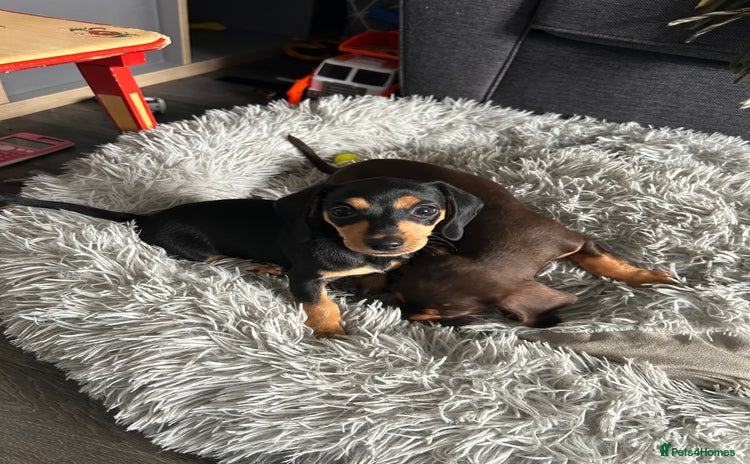 Mixed Breed dogs - Advert 1