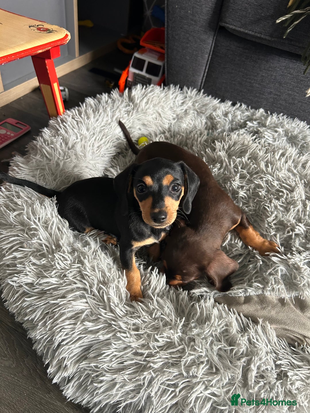 Mixed Breed dogs for sale: Mini dachshund/ mini pincher  - Image 1