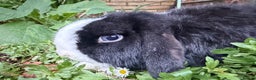Mini Lop rabbits for sale: Breeding pair of mini lops (can go separately)  - Advert 8