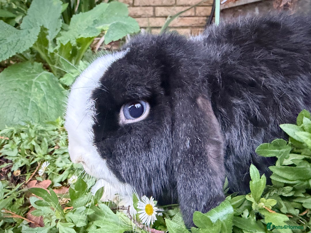 Mini Lop rabbits for sale: Breeding pair of mini lops (can go separately)  - Advert 8