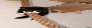 Mixed Breed Kitten 2