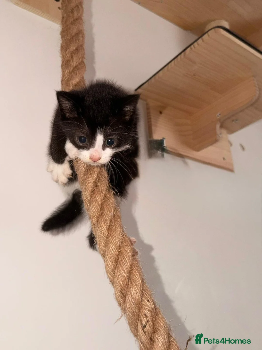 Mixed Breed cats for sale: Bengal cross - Advert 9