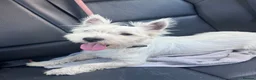 West Highland Terrier dogs for stud: West highland terrier STUD! - Advert 5