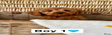 Cavapoo 3