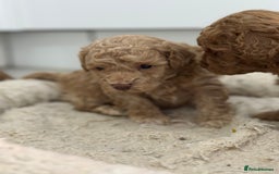 Toy Poodle dogs for sale: Tiny toy poodle boys  - Advert 14