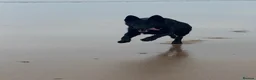 German Shepherd dogs for stud: Stunning black GSD - exceptional health and temper - Advert 2