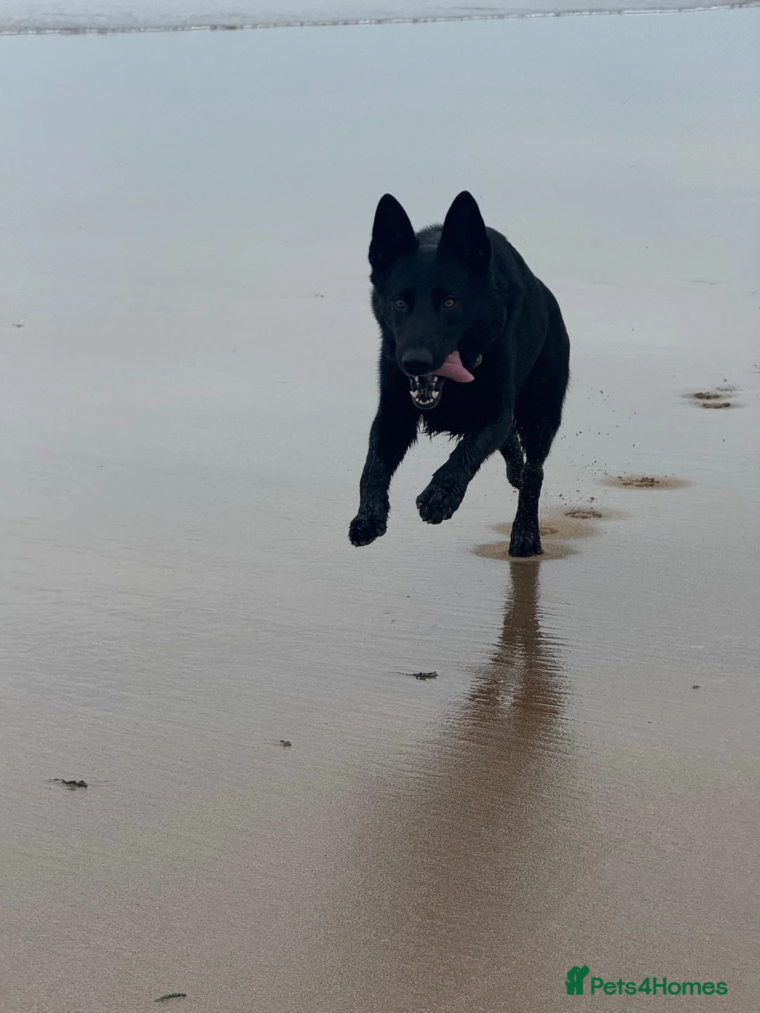 German Shepherd dogs for stud: Stunning black GSD - exceptional health and temper - Advert 2