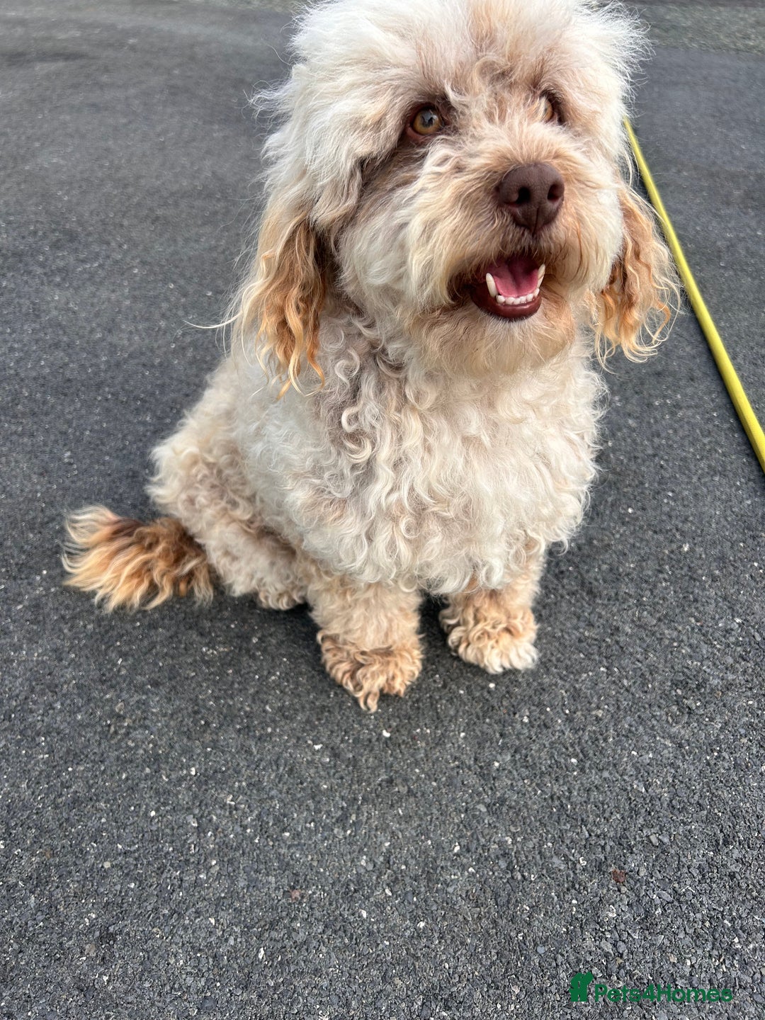 Cockapoo dogs for sale: F2 cockapoo  - Image 3