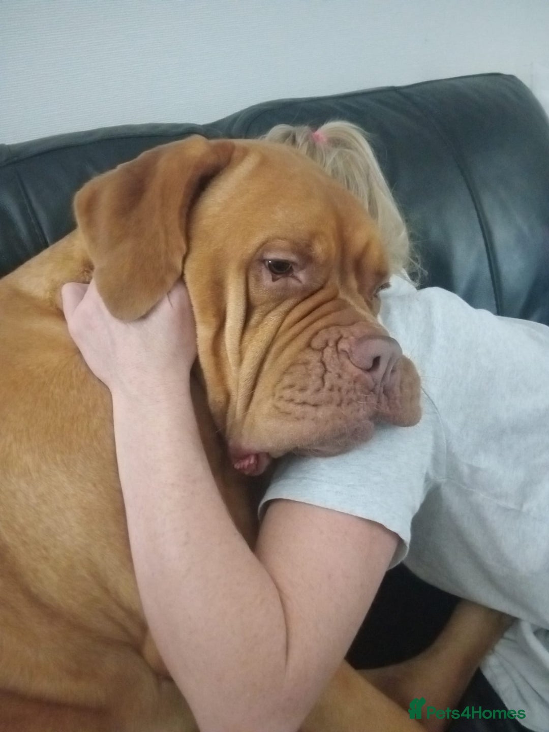 Dogue De Bordeaux dogs for sale: Dogue de Bordeaux pups for sale - Advert 1