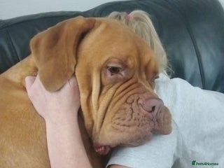Dogue De Bordeaux dogs Dogue de Bordeaux pups for sale - Advert 5