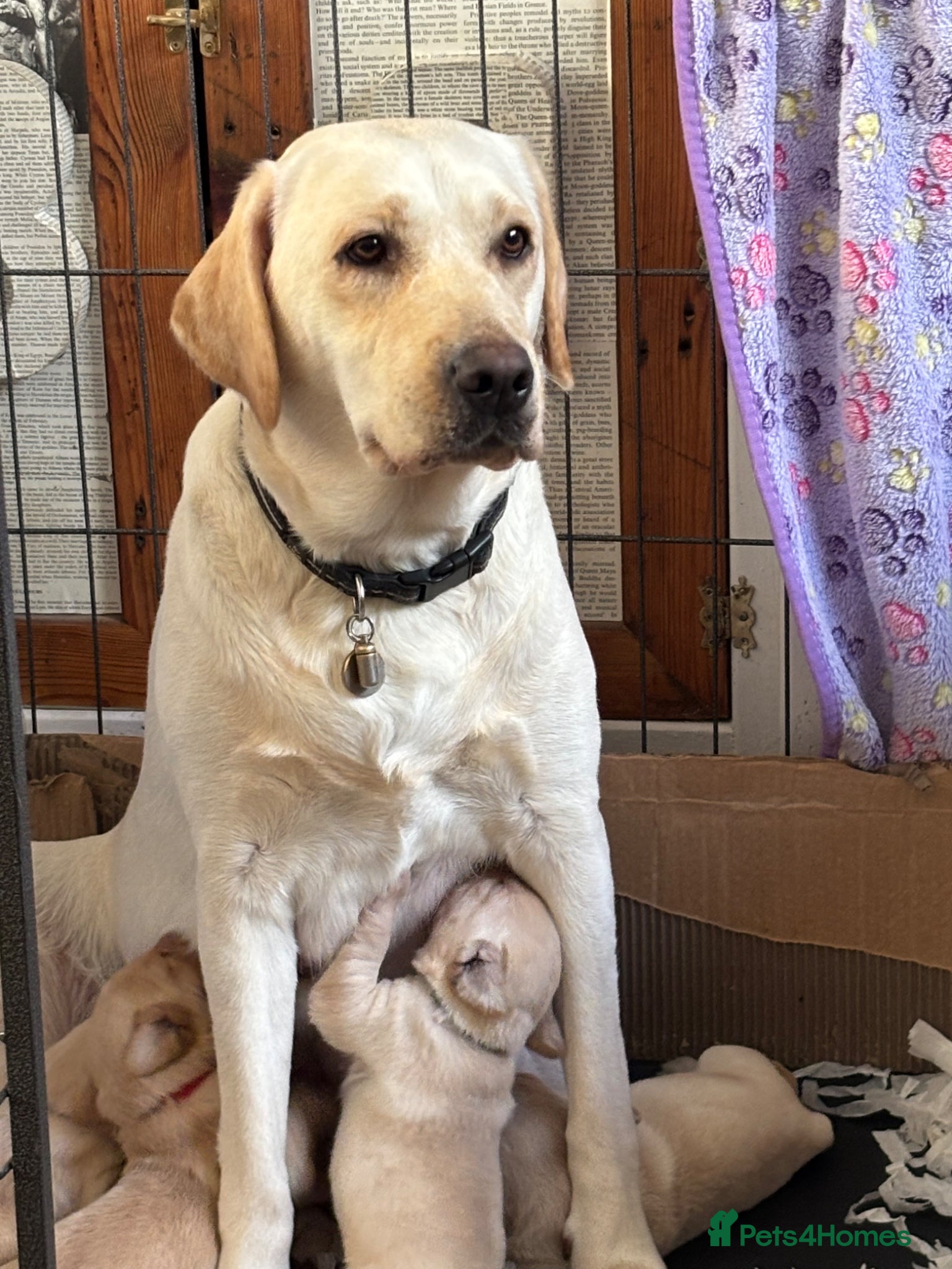 Labrador Retriever dogs Fox red and golden Labrador puppies  - Advert 1