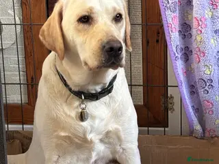 Labrador Retriever dogs Fox red and golden Labrador puppies - Advert 1