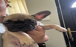 French Bulldog dogs for sale: 5 beautiful frenchises 💙💗 - Image 5