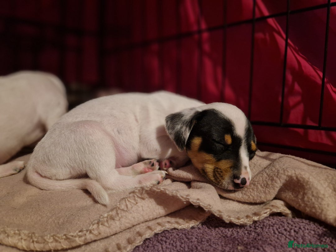 Mixed Breed dogs for sale: Jack russell cross - Image 9
