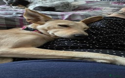 Mixed Breed dogs for adoption: Amber is looking for her forever home - Image 10