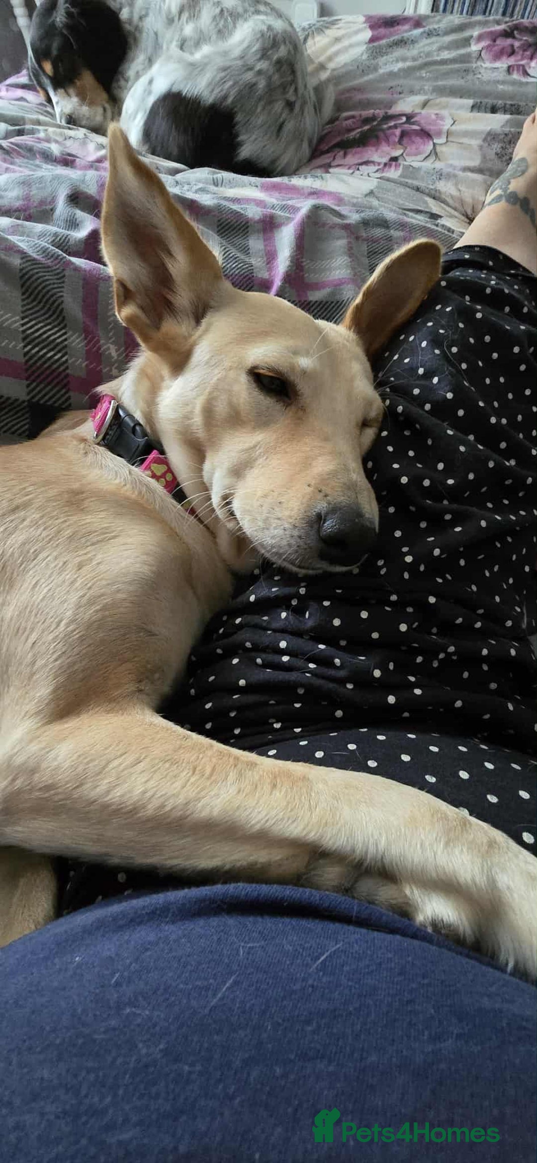 Mixed Breed dogs for adoption: Amber is looking for her forever home - Image 10