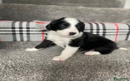 Mixed Breed dogs for sale: Cocker collie cross  - Image 14