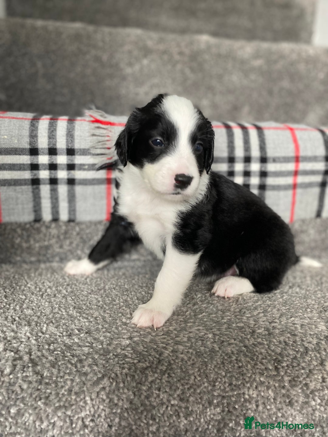 Mixed Breed dogs for sale: Cocker collie cross  - Image 14