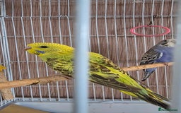 Budgerigars birds for sale: 4 baby budgies ready for homes - Image 3