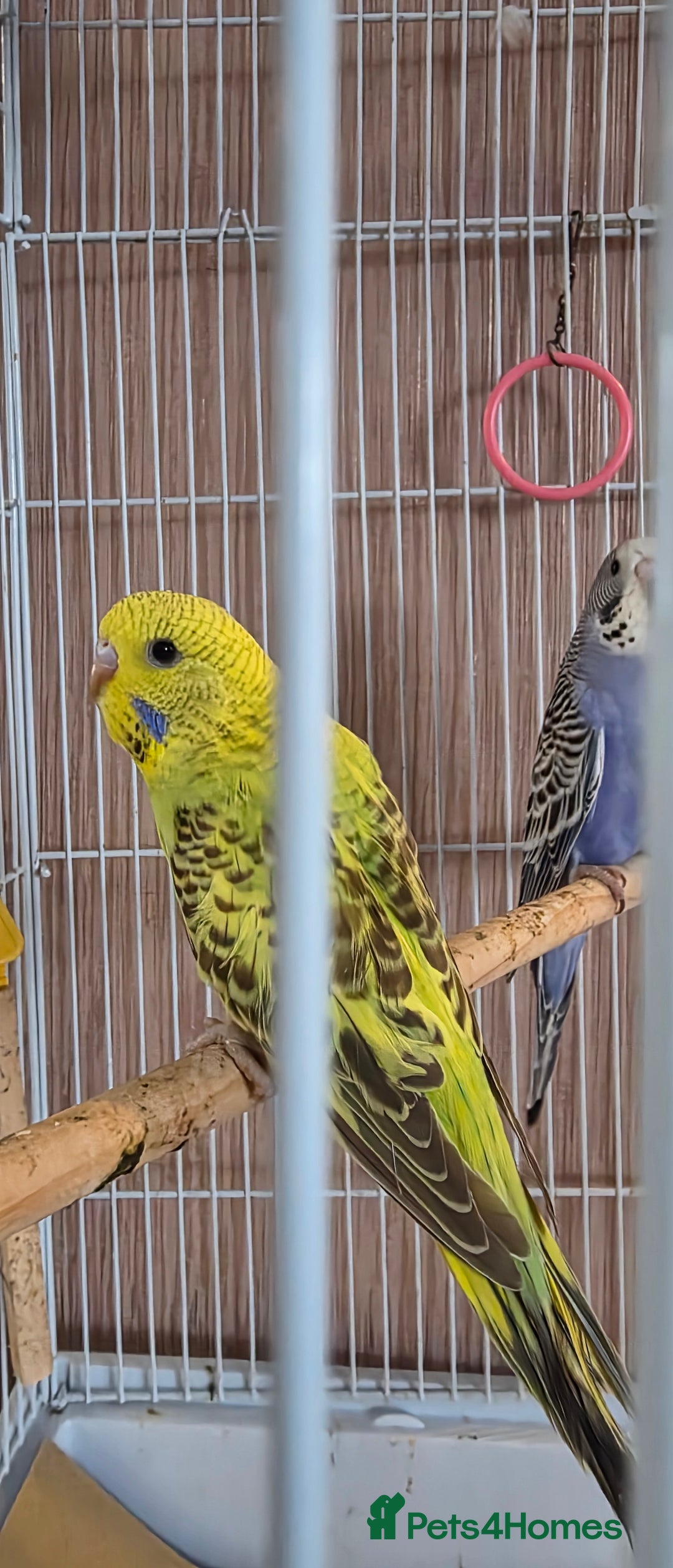 Budgerigars birds for sale: 4 baby budgies ready for homes - Image 3