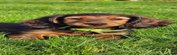 Miniature Dachshund dogs for stud: Miniature Dachshund  - Advert 13