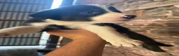 Border Collie dogs for sale: Border collie puppies - Advert 11
